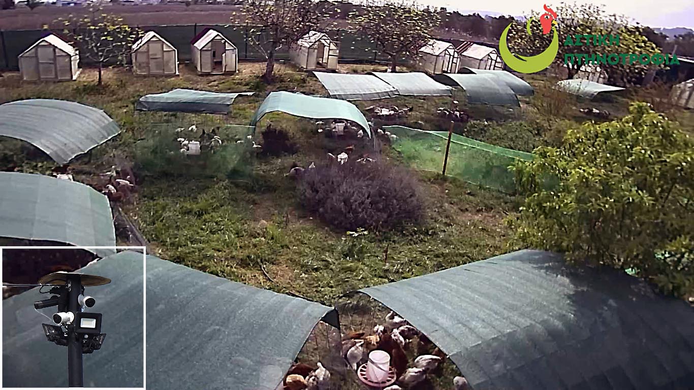 2_IP cam_view_Urban Poultry