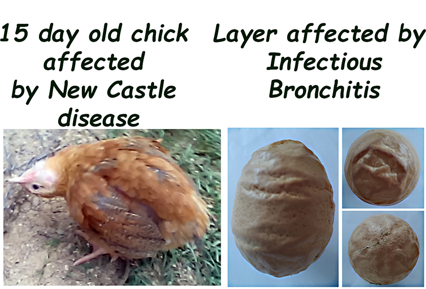 NewCastle_Bronchitis