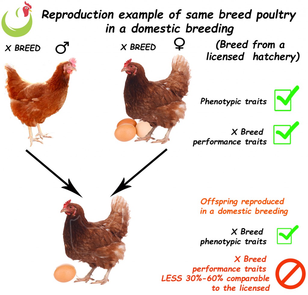 Reproduction copy Reproduction copy