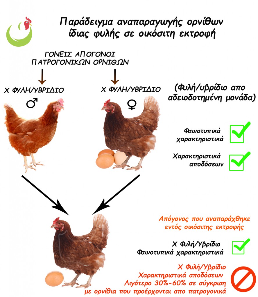 Reproduction copyGR